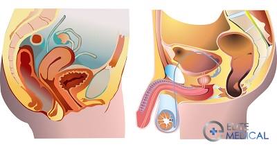 Анатомия мочеполовой системы